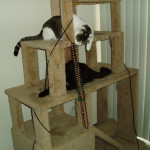 Cat Climbing Structure