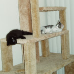 Cat Climbing Structure